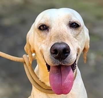Photo of Kelpie (Lebanon) nt