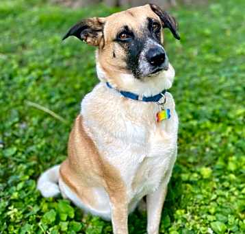 Photo of Whiskey