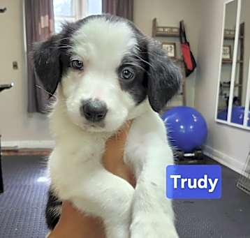 Photo of Trudy