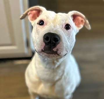 Photo of Izzy