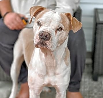 Photo of Rufus