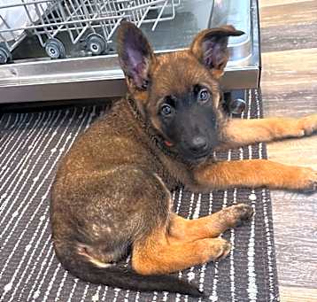 Photo of Al Capone ( Merced Mal Mob Litter)- located in OR