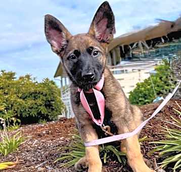 Photo of Polly Adler (Merced Mal Mob Litter) - located in WA