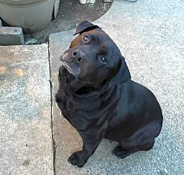 Photo of Lady