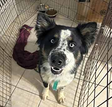 Photo of DOMINO