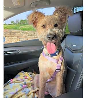 Photo of Winnie Doodle