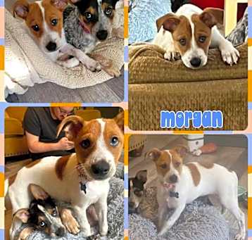 Photo of Morgan