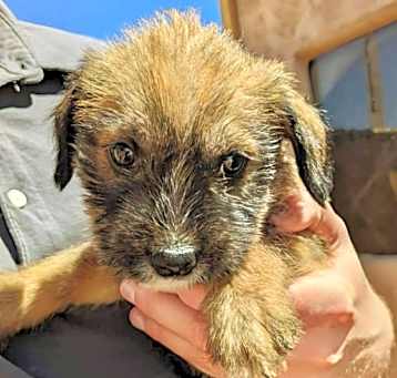 Photo of Benji