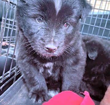 Photo of Moose