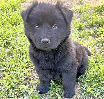 Photo of Bear
