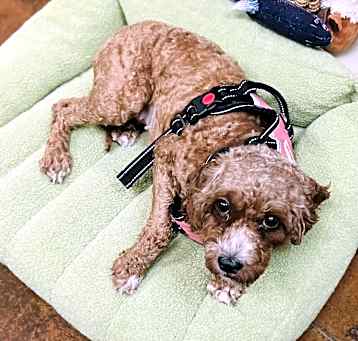 Photo of Sugar