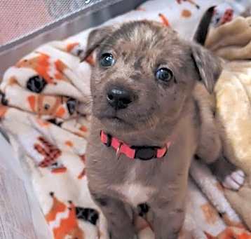 Photo of Oz Babies : Judy