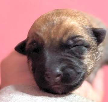 Photo of Ranger