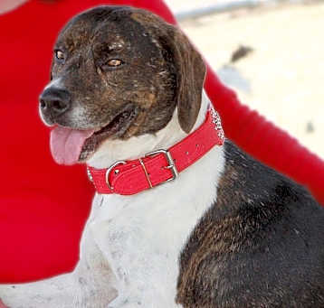 Photo of Toby