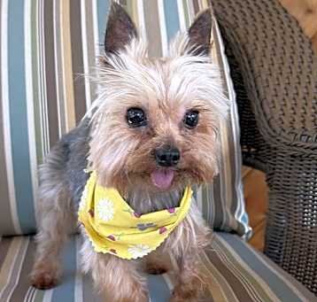 Photo of A Beauregard (Beau)