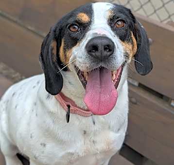 Photo of Pepper