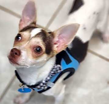 Photo of Oliver