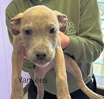 Photo of Yankees