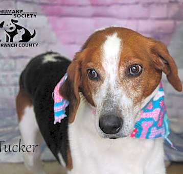 Photo of Tucker