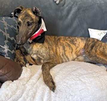 Photo of Drombeg Rex (Rex)