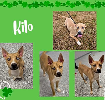 Photo of Kilo