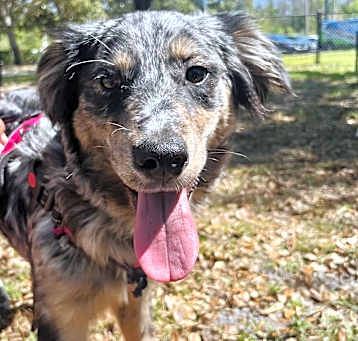 Photo of Drako (hypoallergenic) lap dog