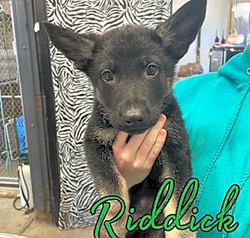 Photo of Riddick