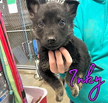 Photo of Inky