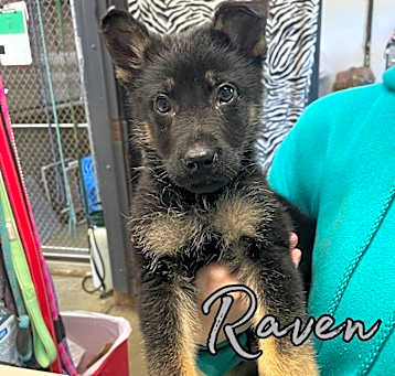 Photo of Raven