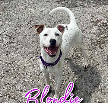 Photo of Blondie