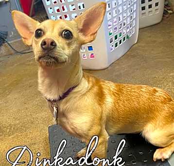Photo of Dinkadonk