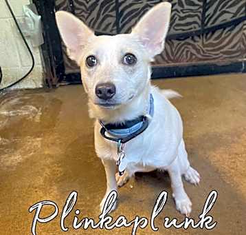 Photo of Plinkaplunk