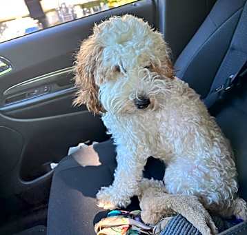 Photo of Willow