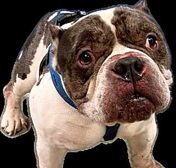 Photo of ROMEO
