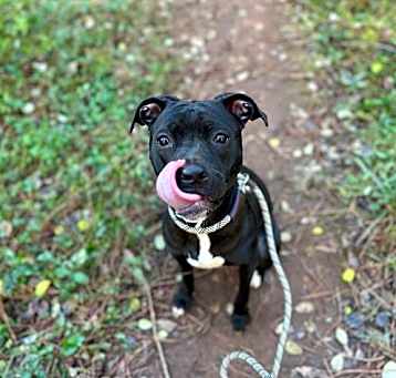 Photo of IVY