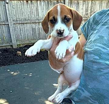 Photo of Tinker Bell