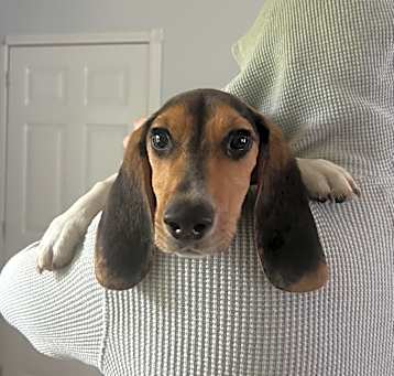 Photo of Cosmo