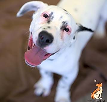 Photo of Polka Dot Petey