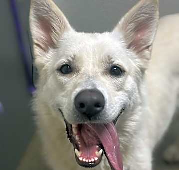 Photo of Echo