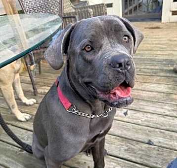 Photo of Coco *Courtesy Post*