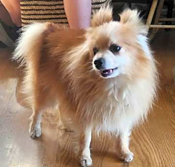 Photo of Bandit 