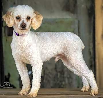 Photo of WRIGLEY POODLE 14 lbs 3 yrs
