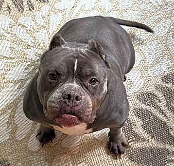 Photo of Luna