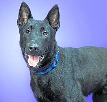 Photo of Biscuit