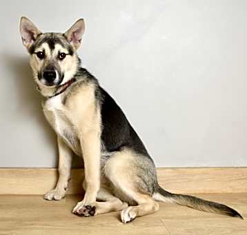 Photo of Bugsy D15874