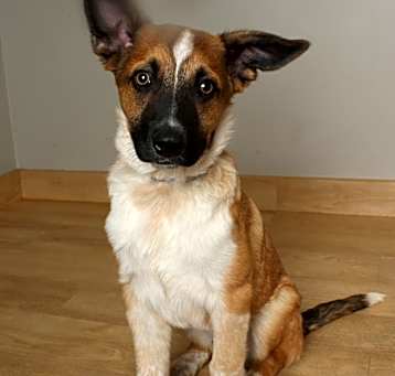 Photo of Loverboy D64031