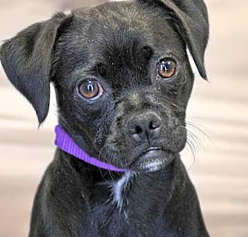 Photo of Lola