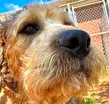 Photo of Bear