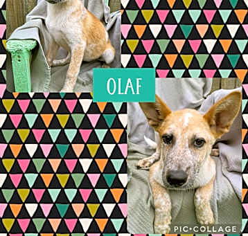Photo of Olaf