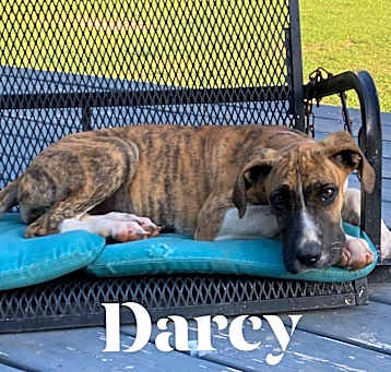 Photo of Darcy